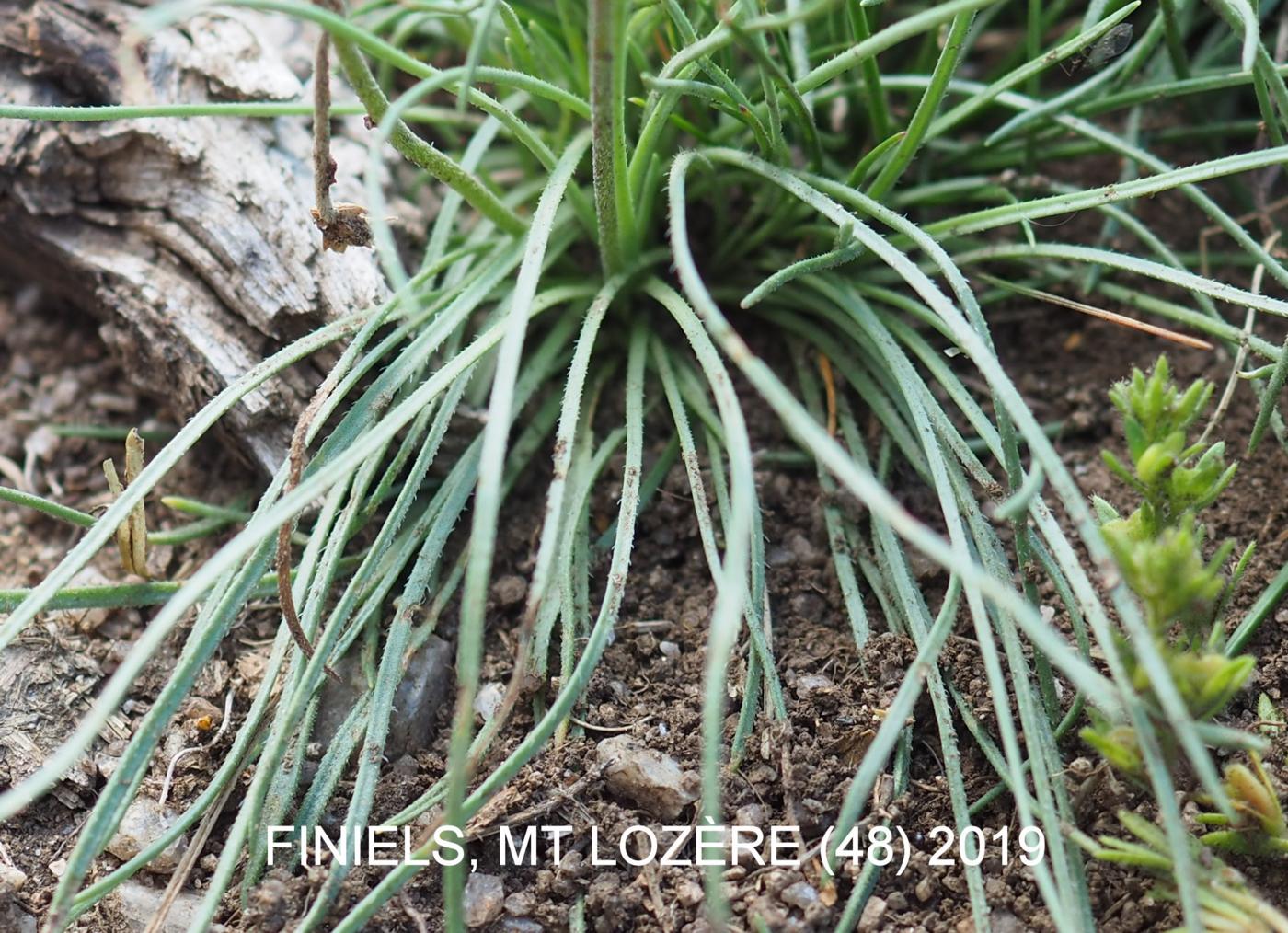 Plantain, Rock leaf
